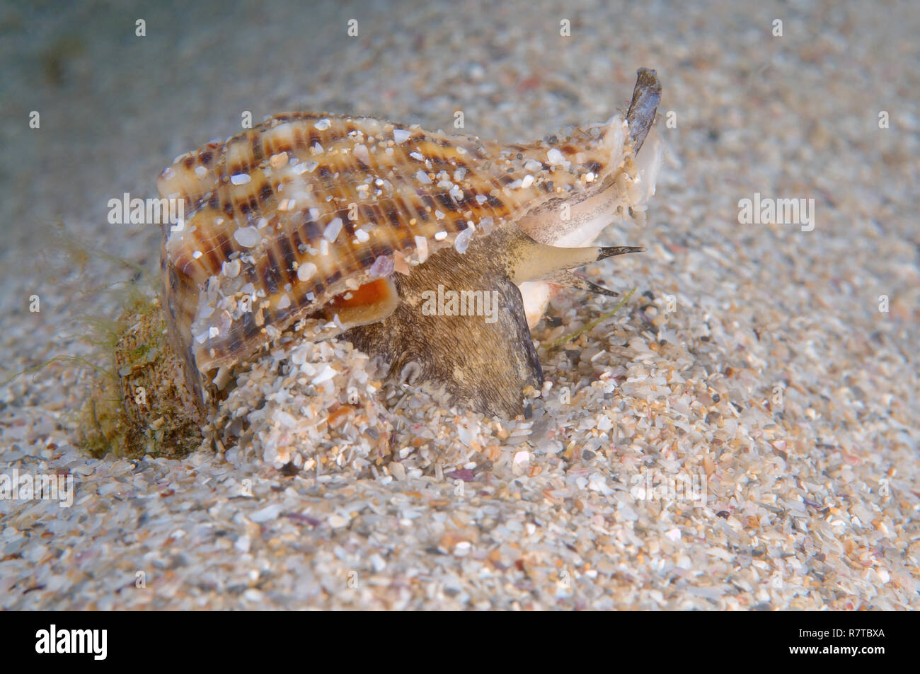 Veined Rapa Whelk (Rapana venosa), Black Sea, Crimea, Ukraine Stock ...