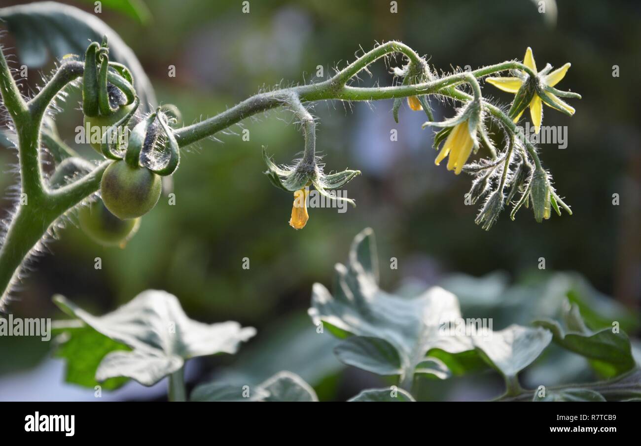 Bloomers, Tomato Vines Red & Yellow main image 1