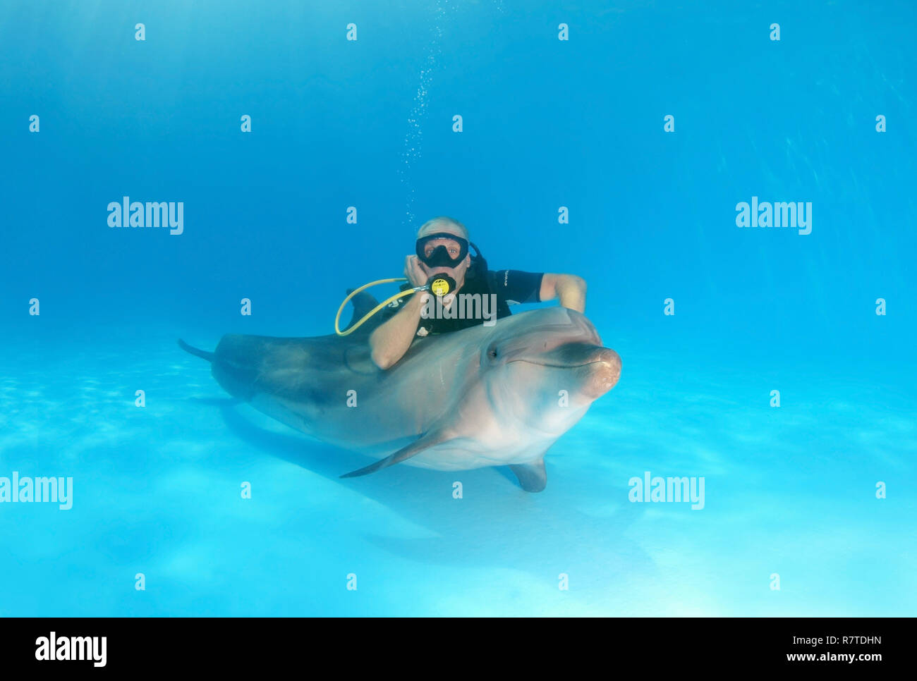 Scuba diver and a Bottlenose Dolphin (Tursiops truncatus), dolphinarium