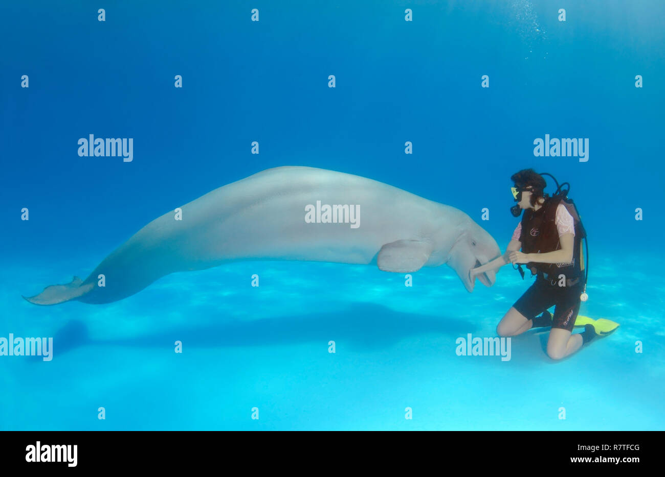 Scuba diver and Beluga or White Whale (Delphinapterus leucas), dolphinarium, Odessa, Odessa Oblast, Ukraine Stock Photo