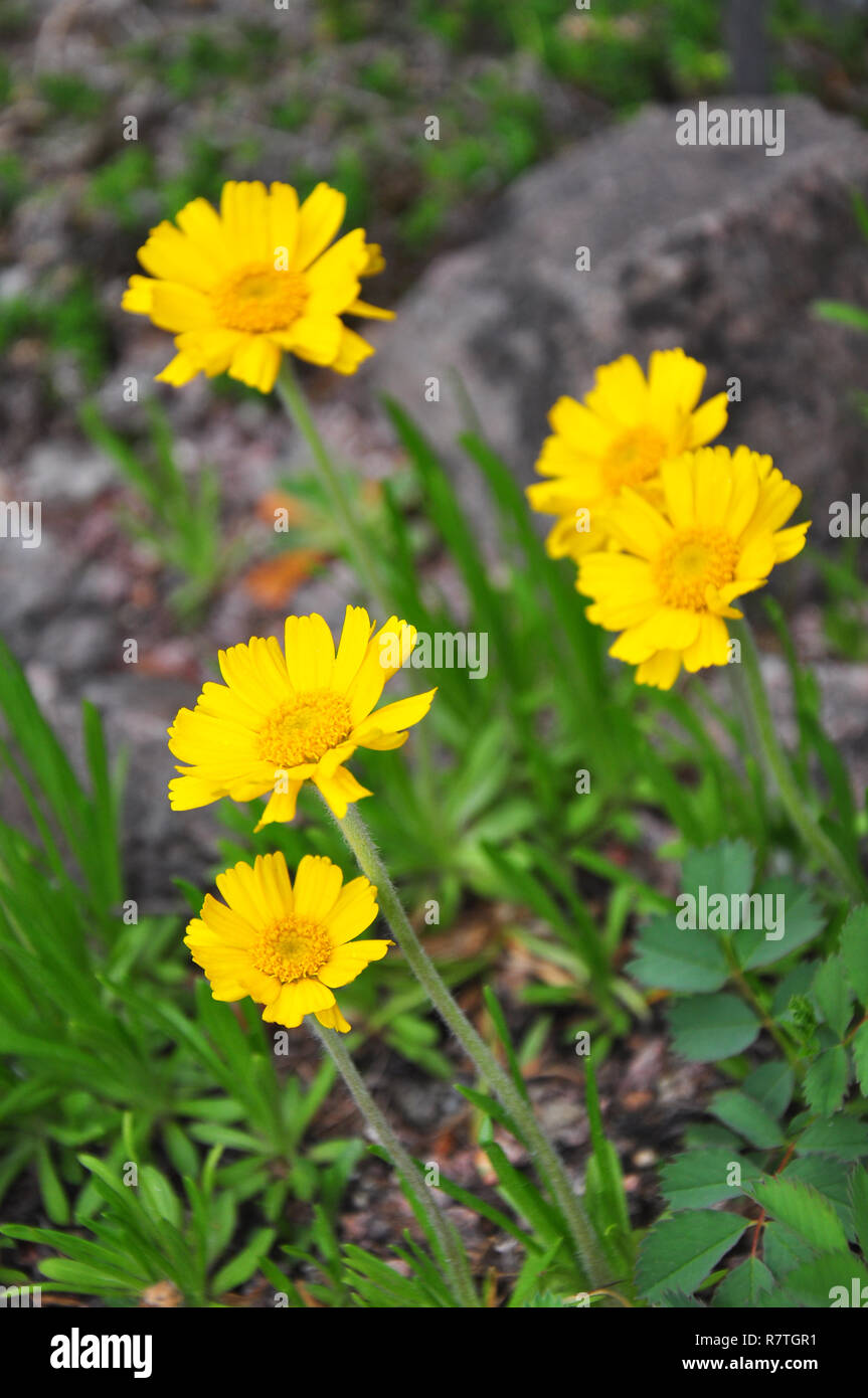 Plains yellow daisy (Tetraneuris scaposa) Stock Photo