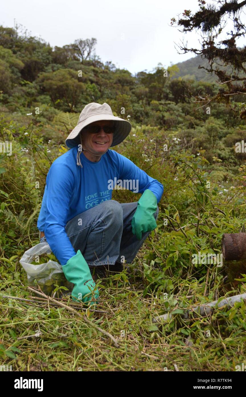 WAIANAE MOUNTAIN RANGE — Oahu Army Natural Resources Program volunteer Joe Hall spent April 1 at the summit of Mount Kaala helping to control the invasive firespike weed. Stock Photo