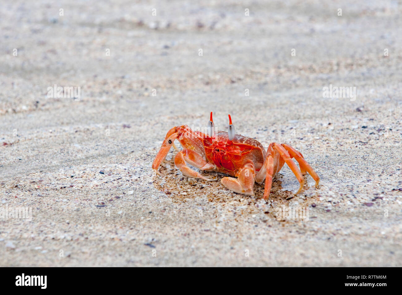 Ghost crab (Ocypode gaudichaudii), San Cristóbal Island, Galápagos Islands, Ecuador Stock Photo