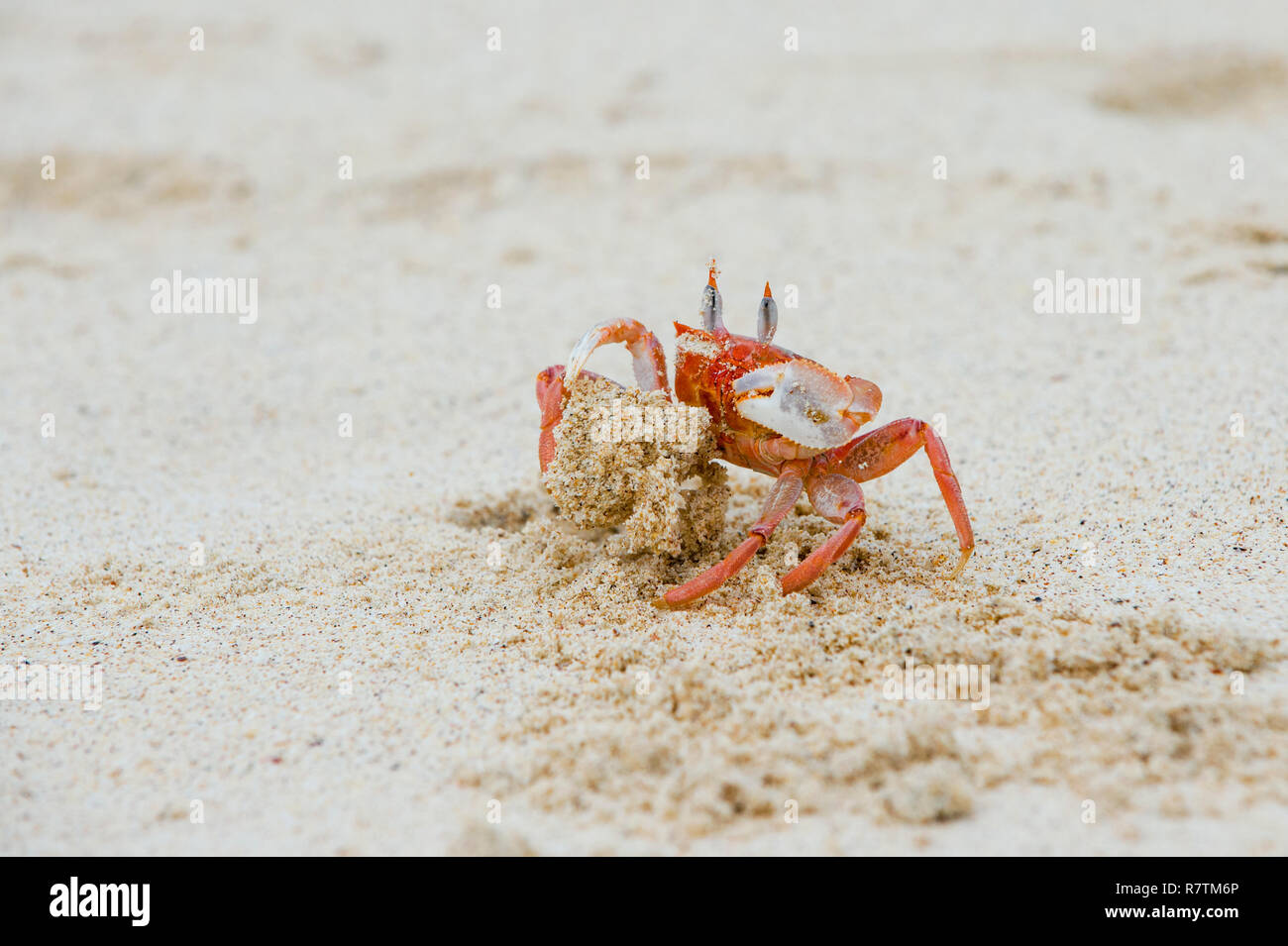 Ghost crab (Ocypode Gaudichaudii), San Cristóbal Island, Galápagos Islands, Ecuador Stock Photo