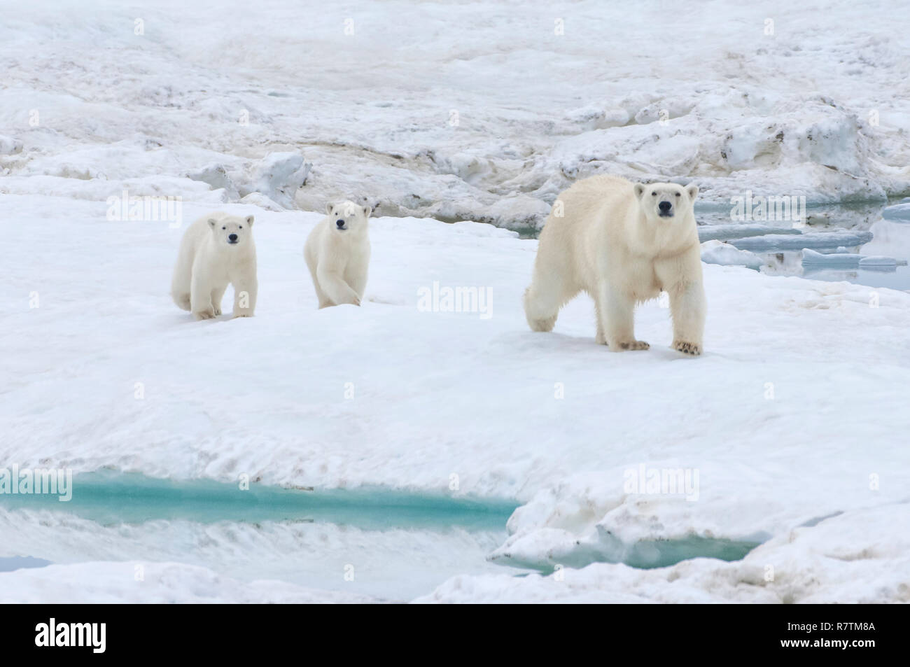 Polar Bears (Ursus maritimus) walking on an ice floe near Wrangel Island, UNESCO World Heritage site, sow with cubs Stock Photo