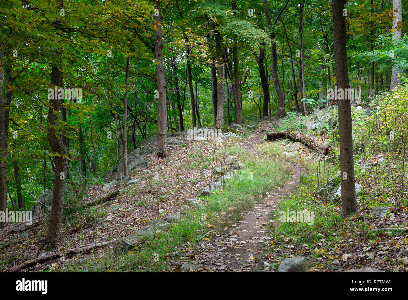 The Long Path winding through the forest lining the top of the