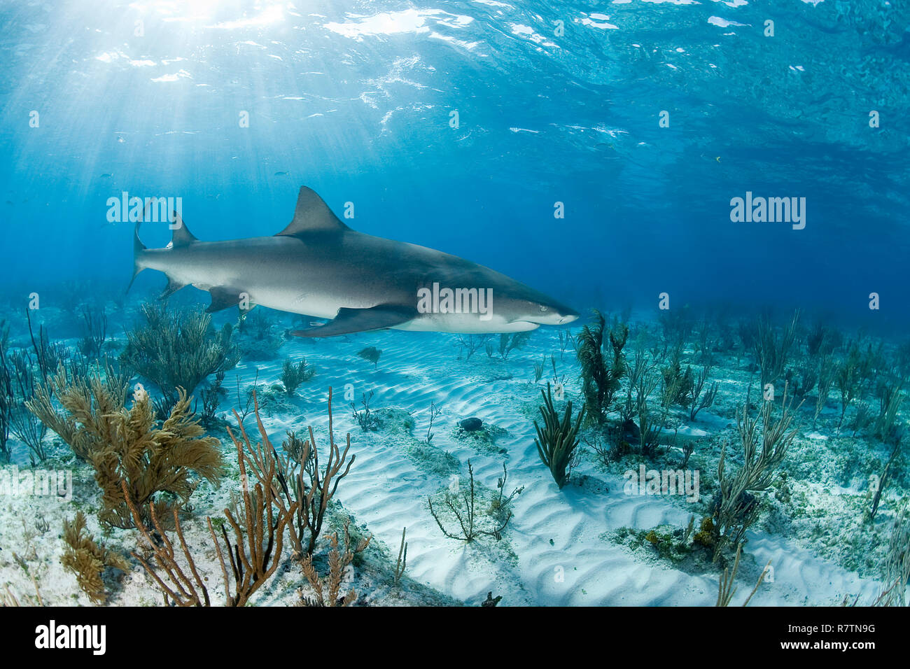 Lemon shark (Negaprion brevirostris) swimming over a lightflooded
