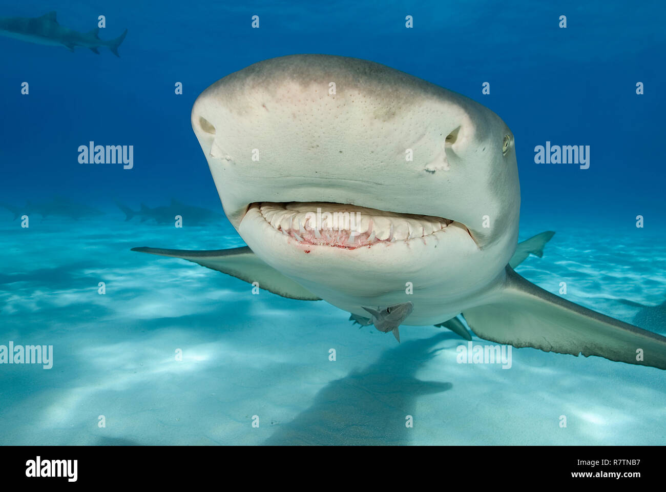 Lemon shark (Negaprion brevirostris) with Remora (Echeneidae) swimming