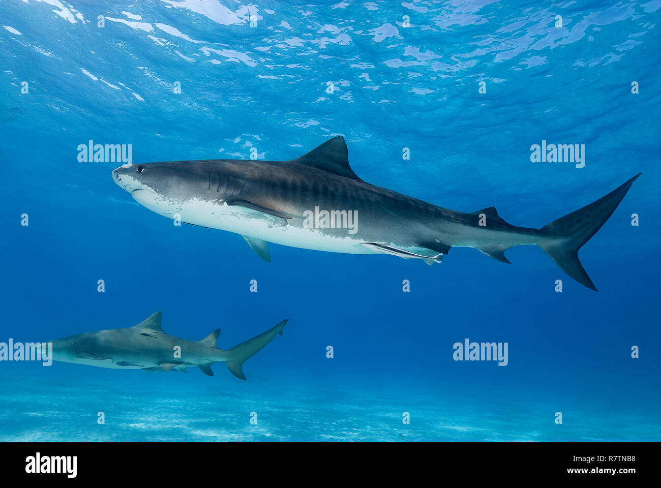 Tiger shark (Galeocerdo cuvier) and Lemon shark (Negaprion brevirostris) with Remoras (Echeneidae) swimming over a sandy bottom, Bahama Banks, Bahamas Stock Photo