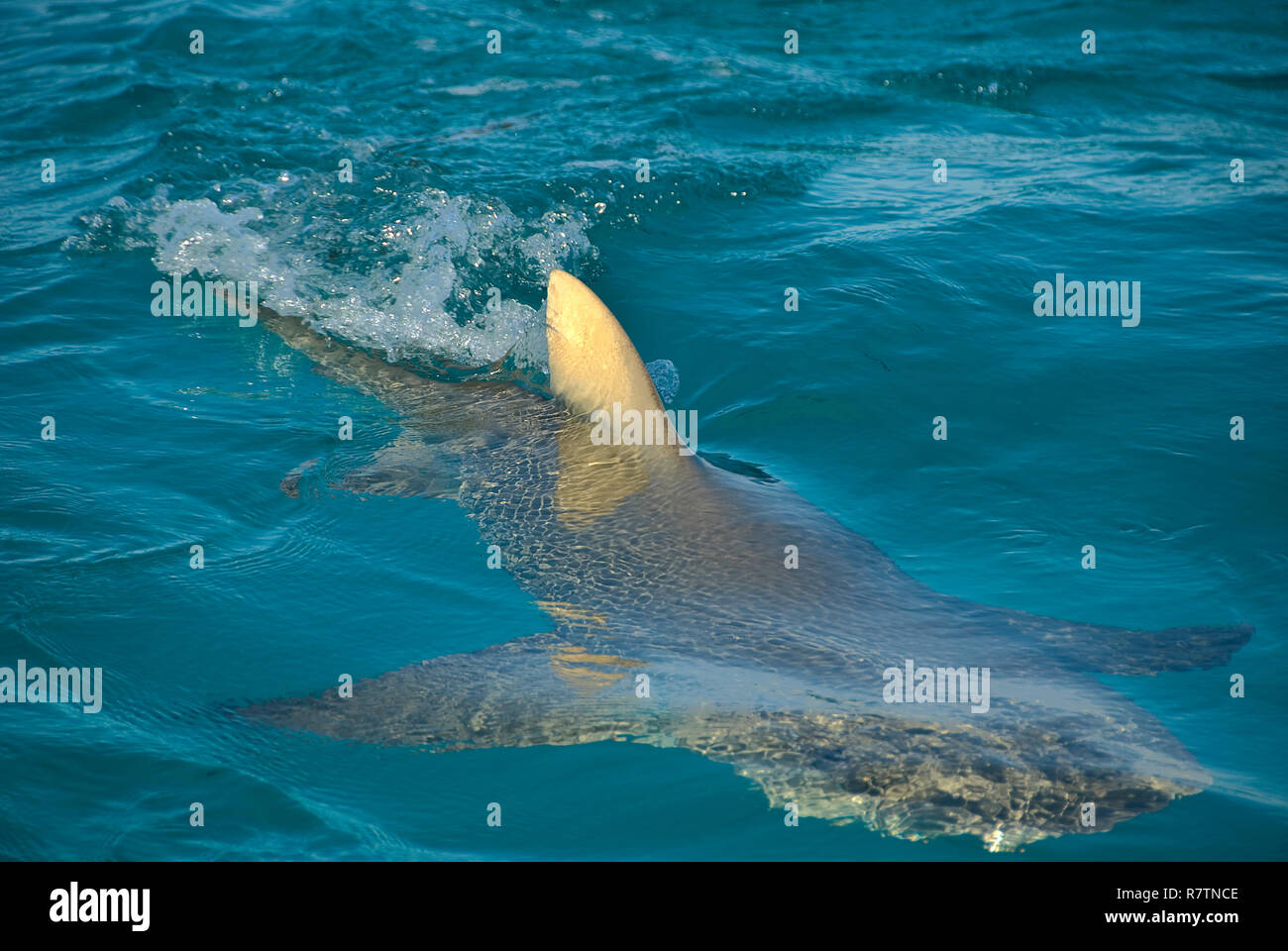 Lemon shark (Negaprion brevirostris) swimming at surface, Bahama Banks, Bahamas Stock Photo