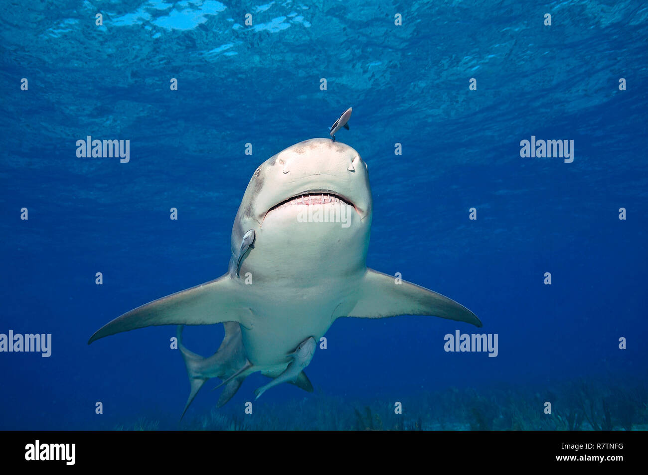 Lemon sharks in atlantic ocean hires stock photography and images Alamy