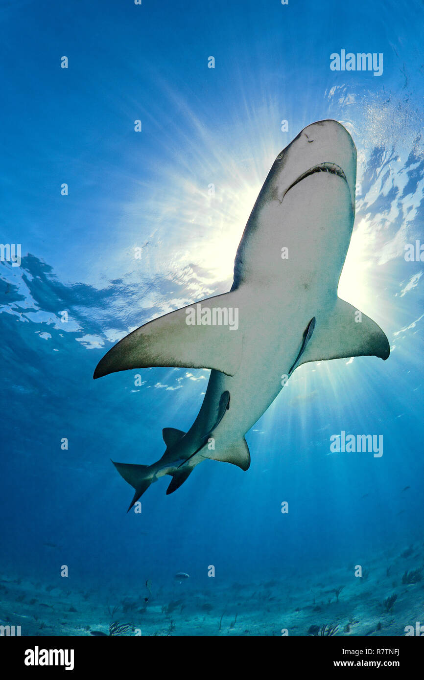 Lemon shark (Negaprion brevirostris) swimming in lightflooded blue