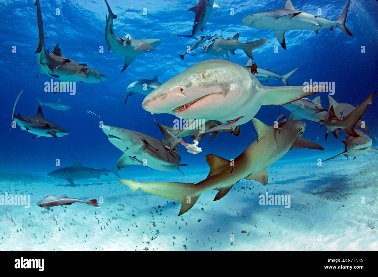Lemon shark (Negaprion brevirostris), group over sandy bottom, Bahama Banks, Bahamas Stock Photo