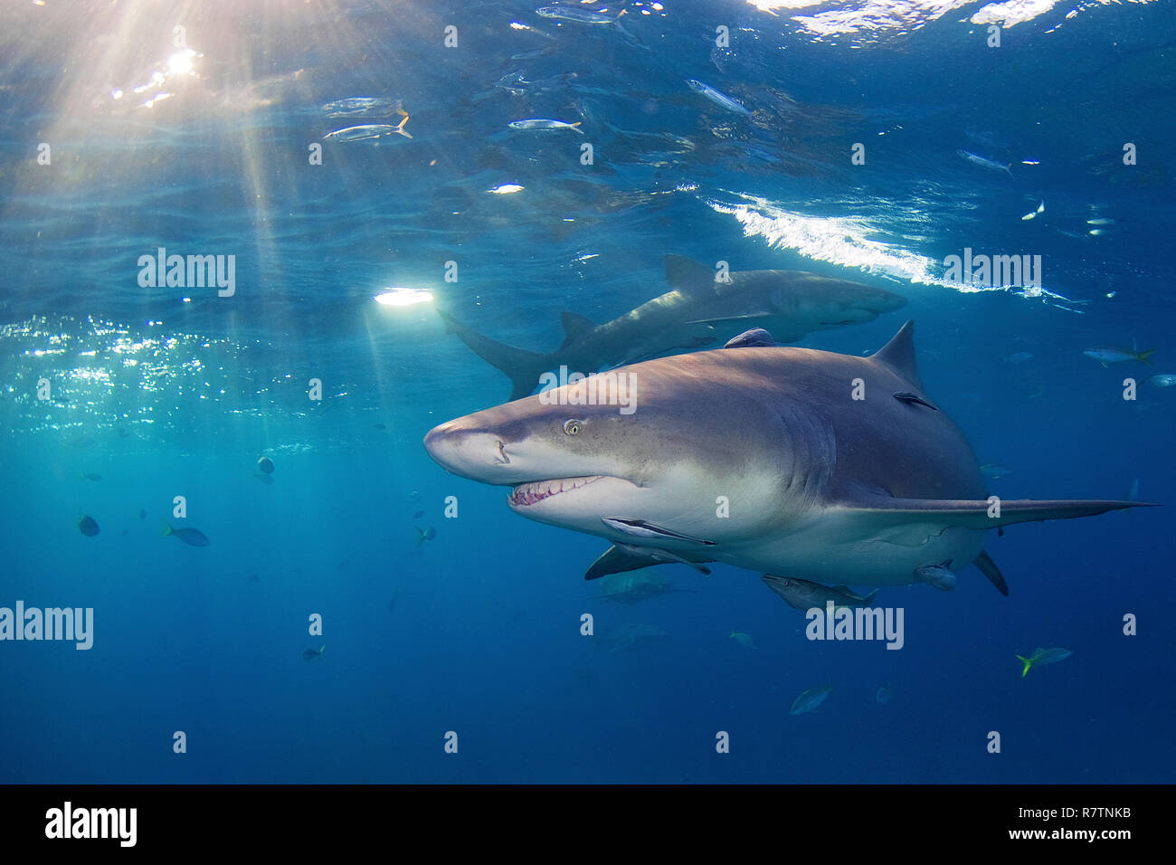 Lemon shark (Negaprion brevirostris) with Remora (Echeneidae), swimming