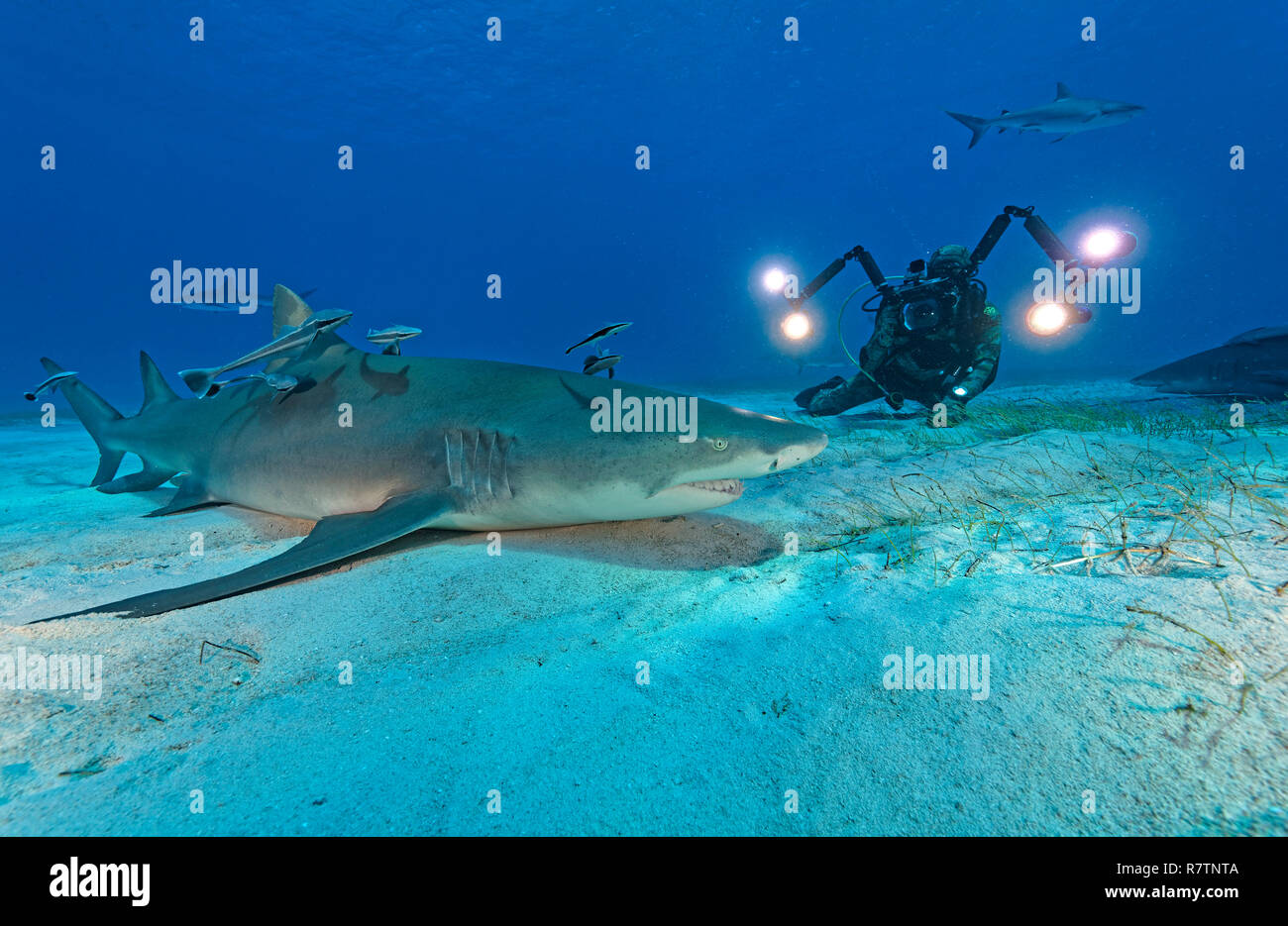 Scuba diver photographs a Lemon shark (Negaprion brevirostris) with