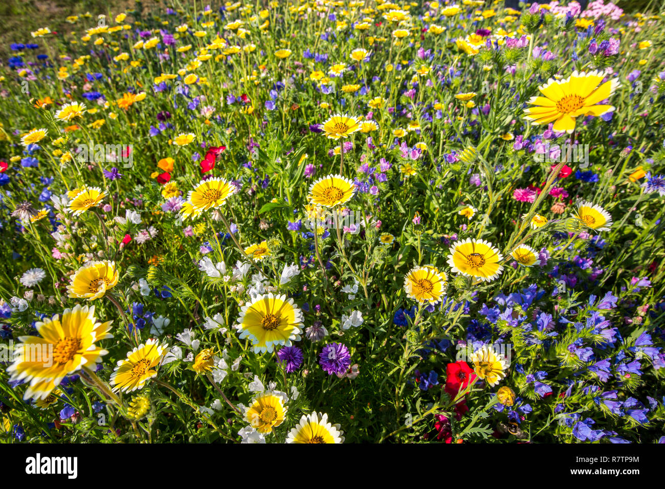 Wildflower varieties hi-res stock photography and images - Alamy