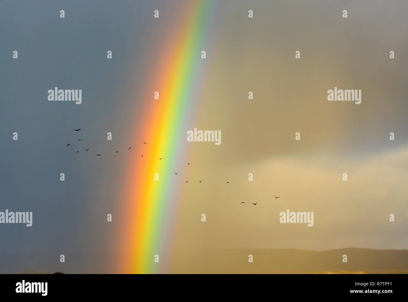 Rainbow and flock of birds Stock Photo - Alamy