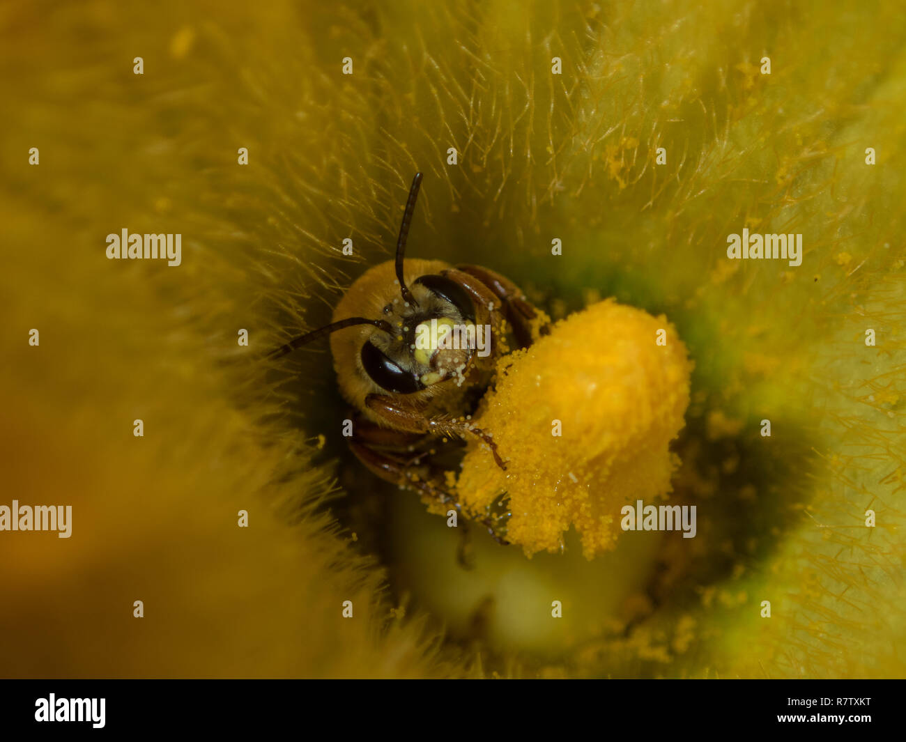 A close up look at a honey bee deep inside the bloom of a zucchini plant gathers pollen. Stock Photo