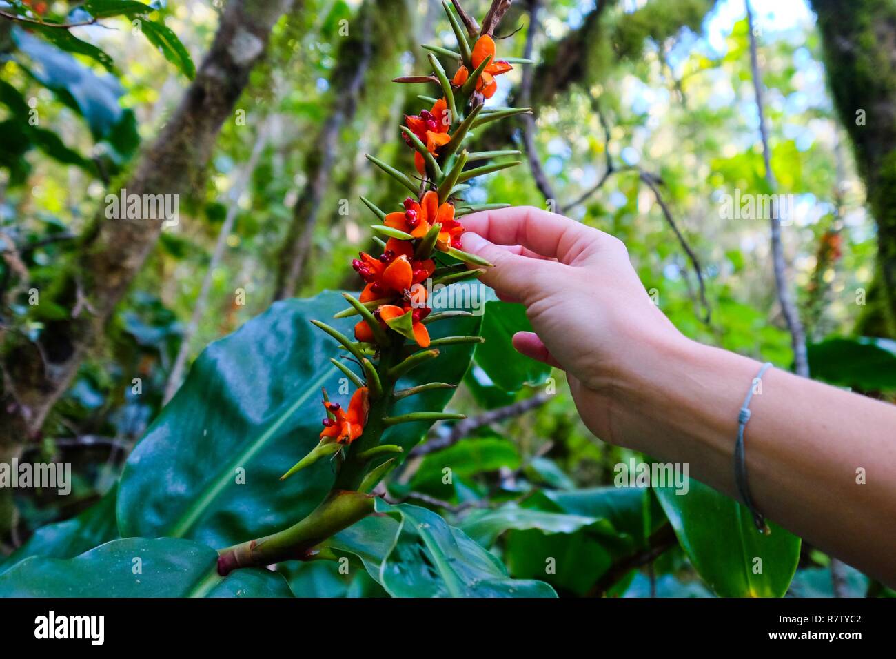 France, Reunion island, Cilaos, flowers of Hedychium gardnerianum in the  Grand Matarum forest, in the Cilaos cirque, listed as World Heritage by  UNESCO Stock Photo - Alamy