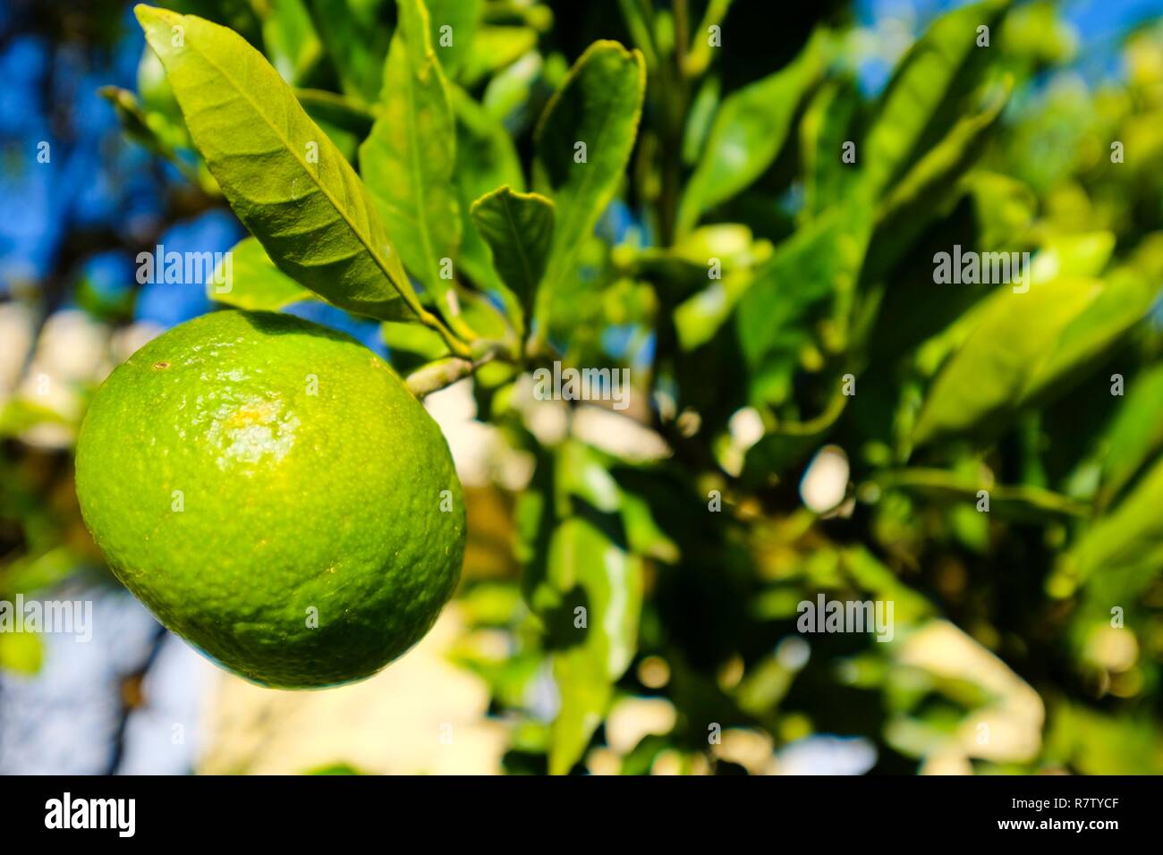 Hydrid citrus hi-res stock photography and images - Alamy
