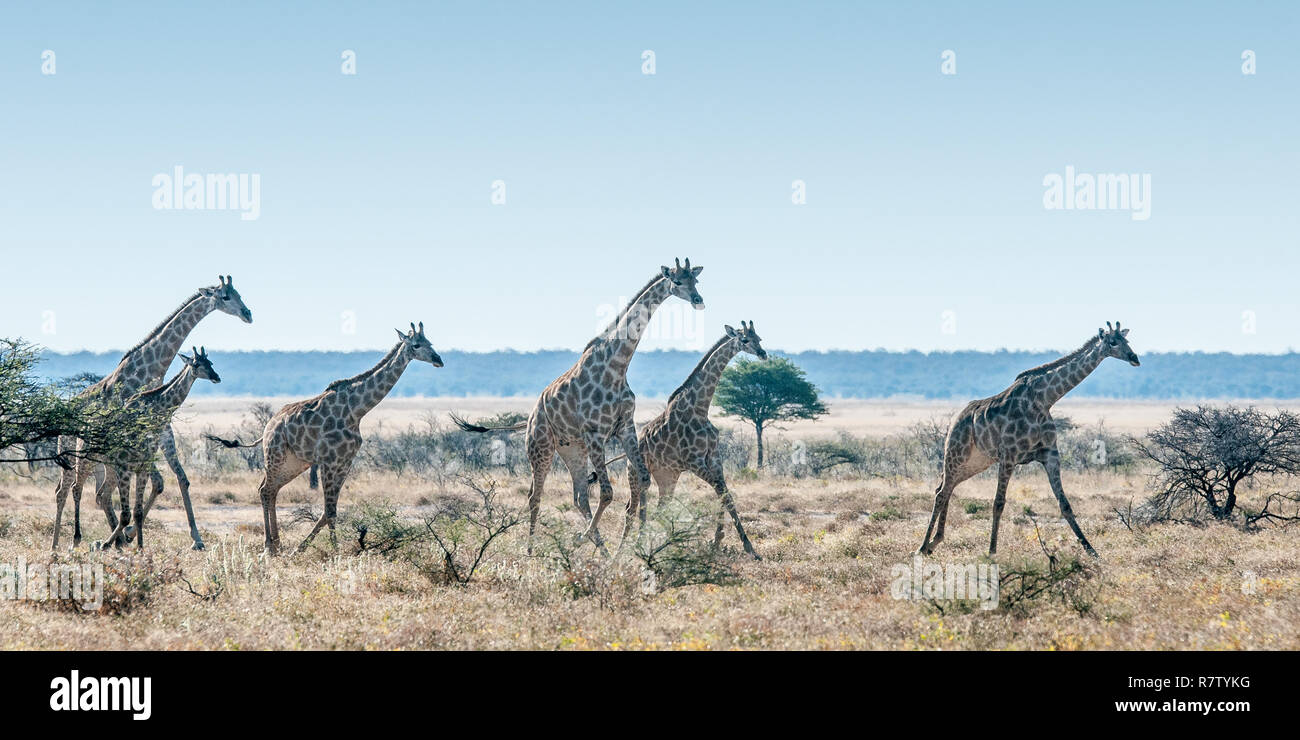 Giraffes running at the savanna Stock Photo