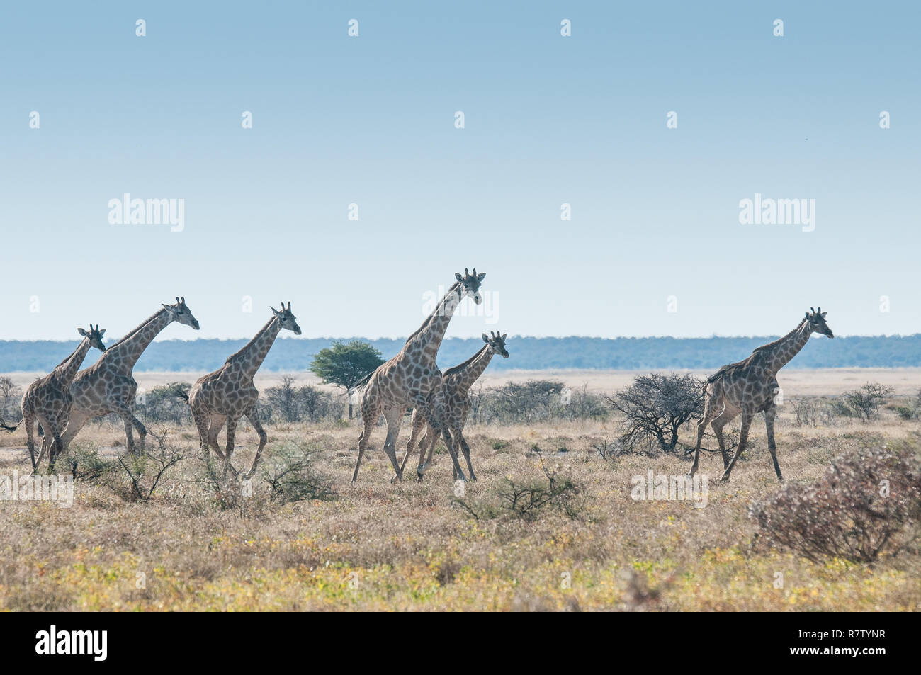 Giraffes running at the savanna Stock Photo