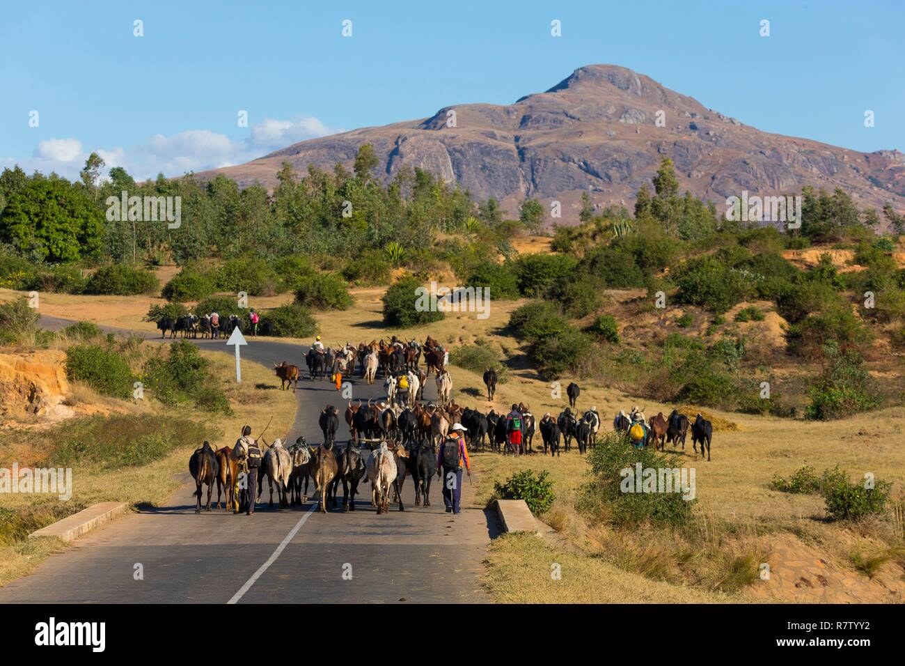 Madagascar, Haute Matsiatra region, herd of zebus near Ambalavao Stock ...