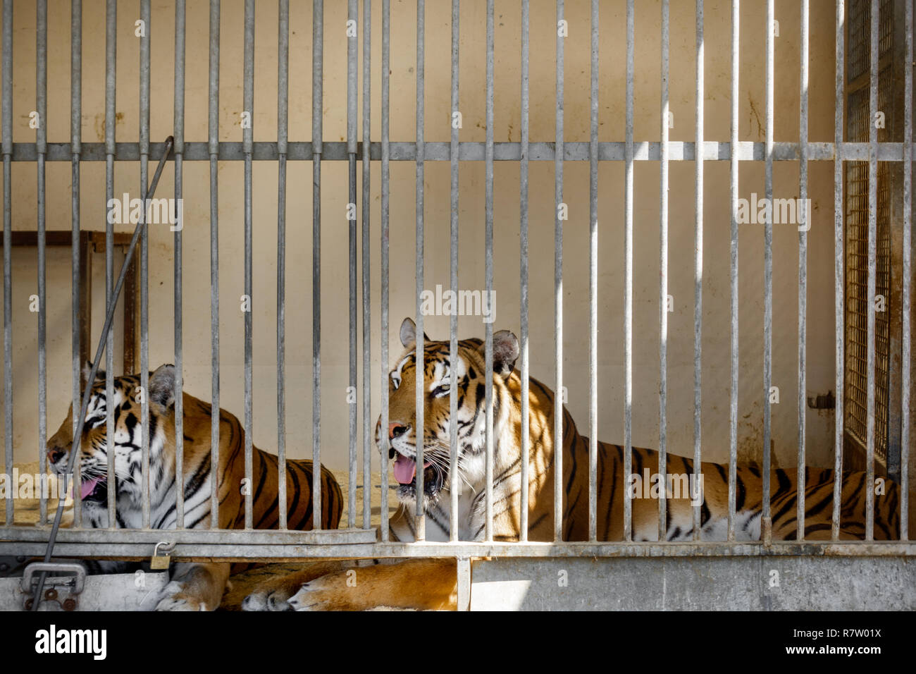 Tigers in cage Stock Photo Alamy