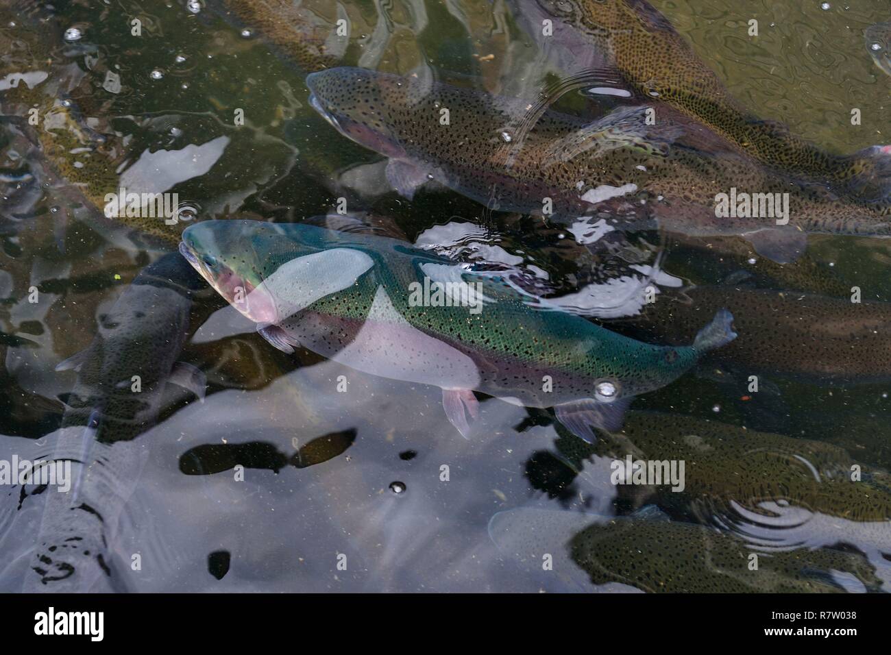 France, Pyrenees Atlantiques, Basque Country, Aldudes valley, site of the  Banca fish farm Stock Photo - Alamy