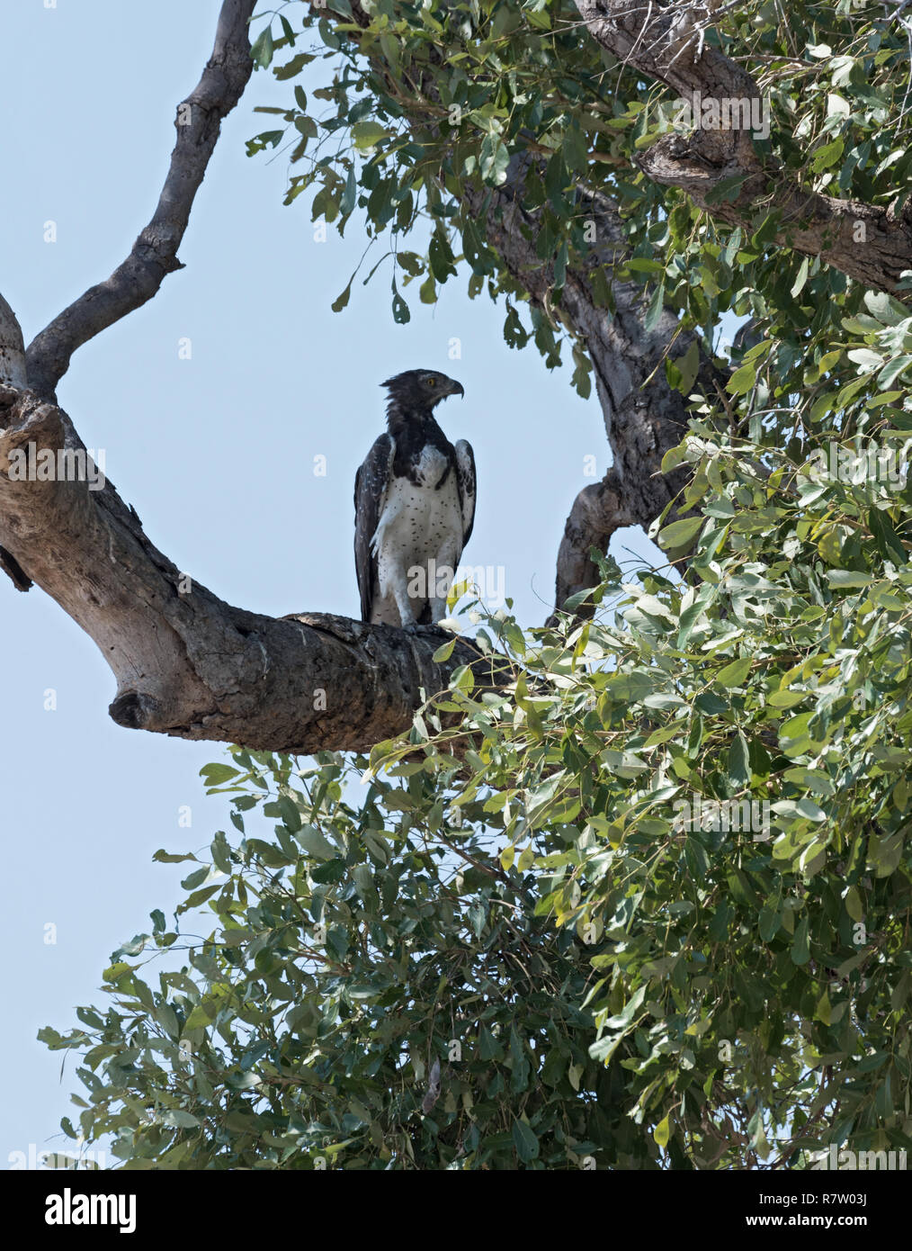 Martial Eagle sitting on a branch in Chobe National Park, Botswana Stock Photo