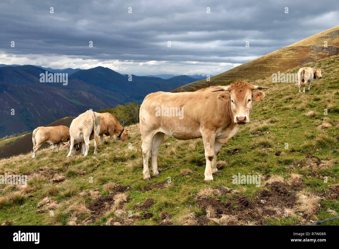 Spain, Basque Country, Navarra, Camino de Santiago (the Way of St. James) between Saint Jean Pied de Port and Roncesvalles, herd of cows Stock Photo