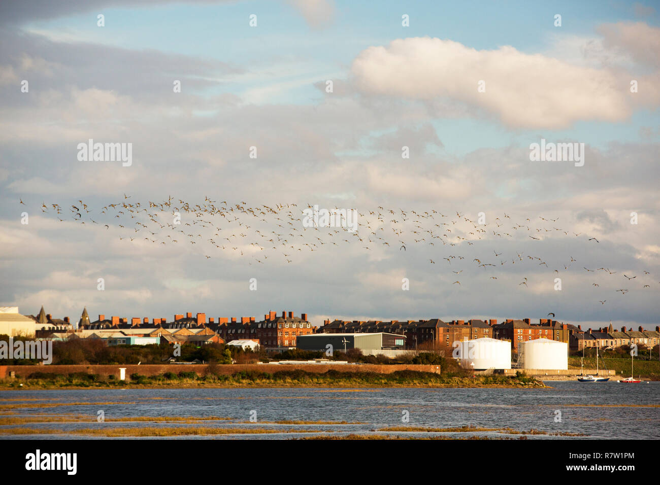 Golden Plover, Pluvialis apricaria flying over Walney Island at high tide, Cumbria, UK. Stock Photo