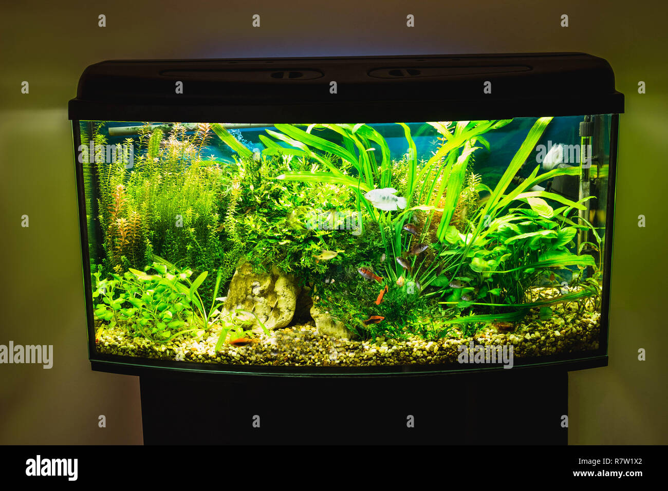 close up of aquarium tank full of fish Stock Photo