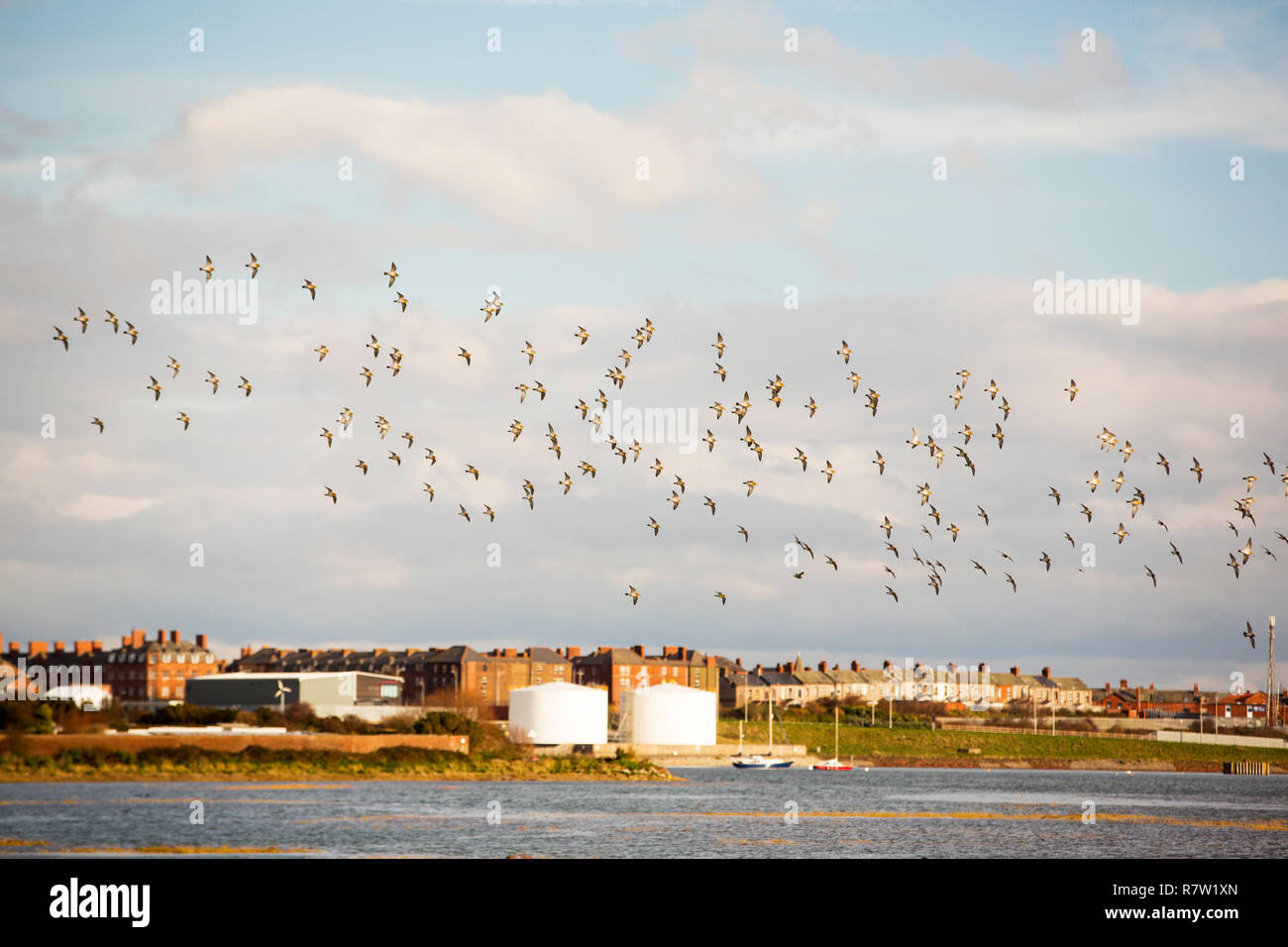 Golden Plover, Pluvialis apricaria flying over Walney Island at high tide, Cumbria, UK. Stock Photo