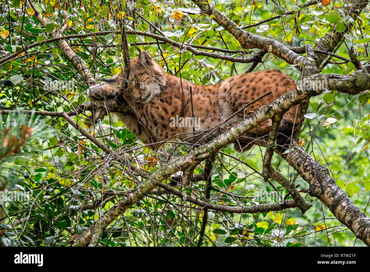 Eurasian lynx (Lynx lynx) sleeping on branch in tree canopy in forest Stock Photo