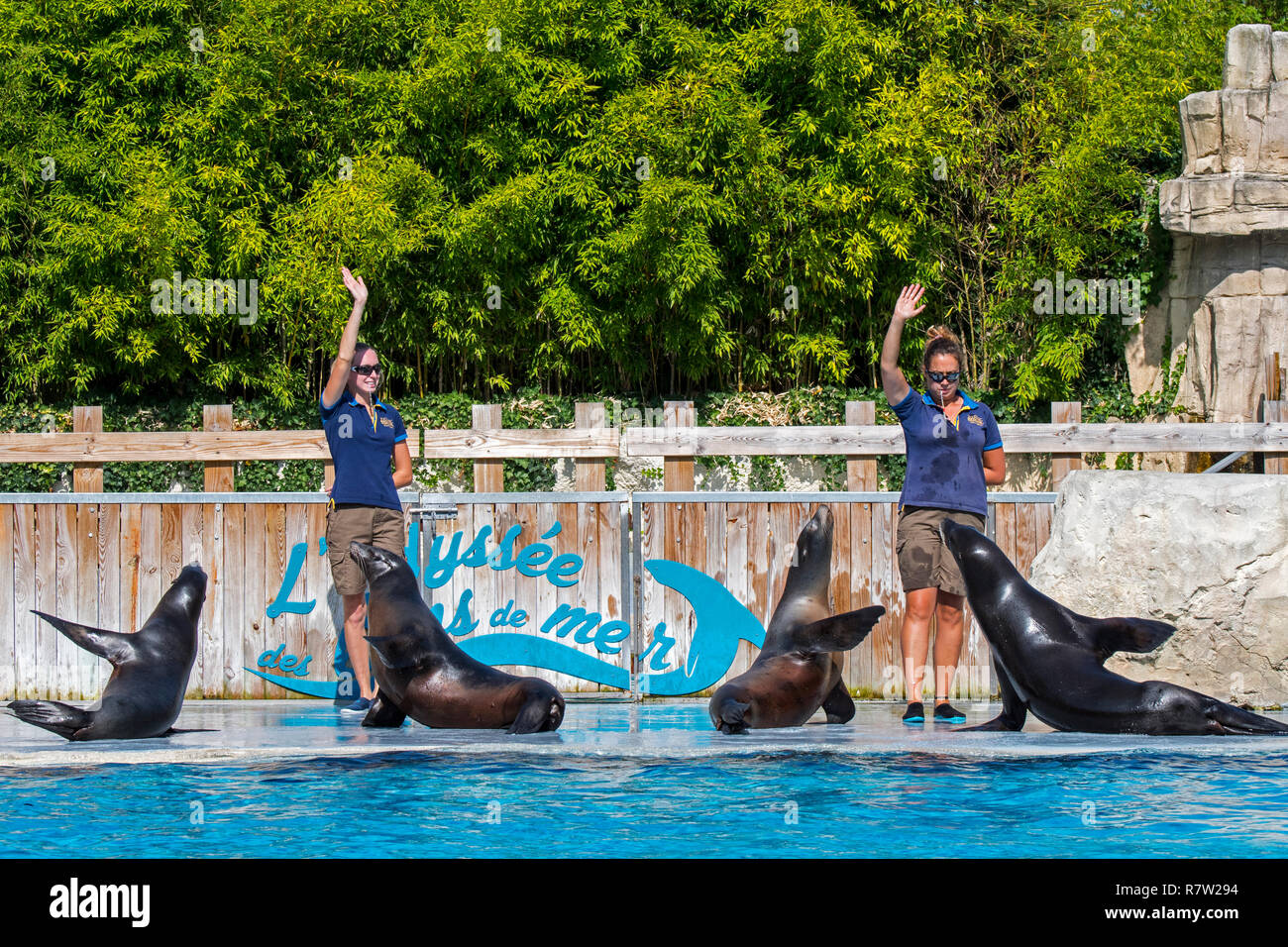 Four California sea lions (Zalophus californianus) performing with two ...