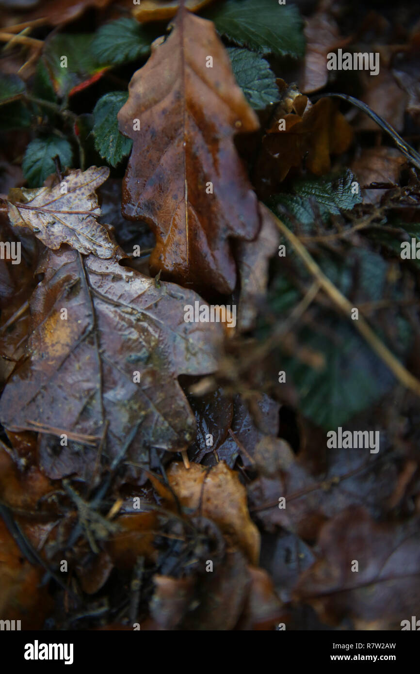 Shot floor full leaves hi-res stock photography and images - Alamy