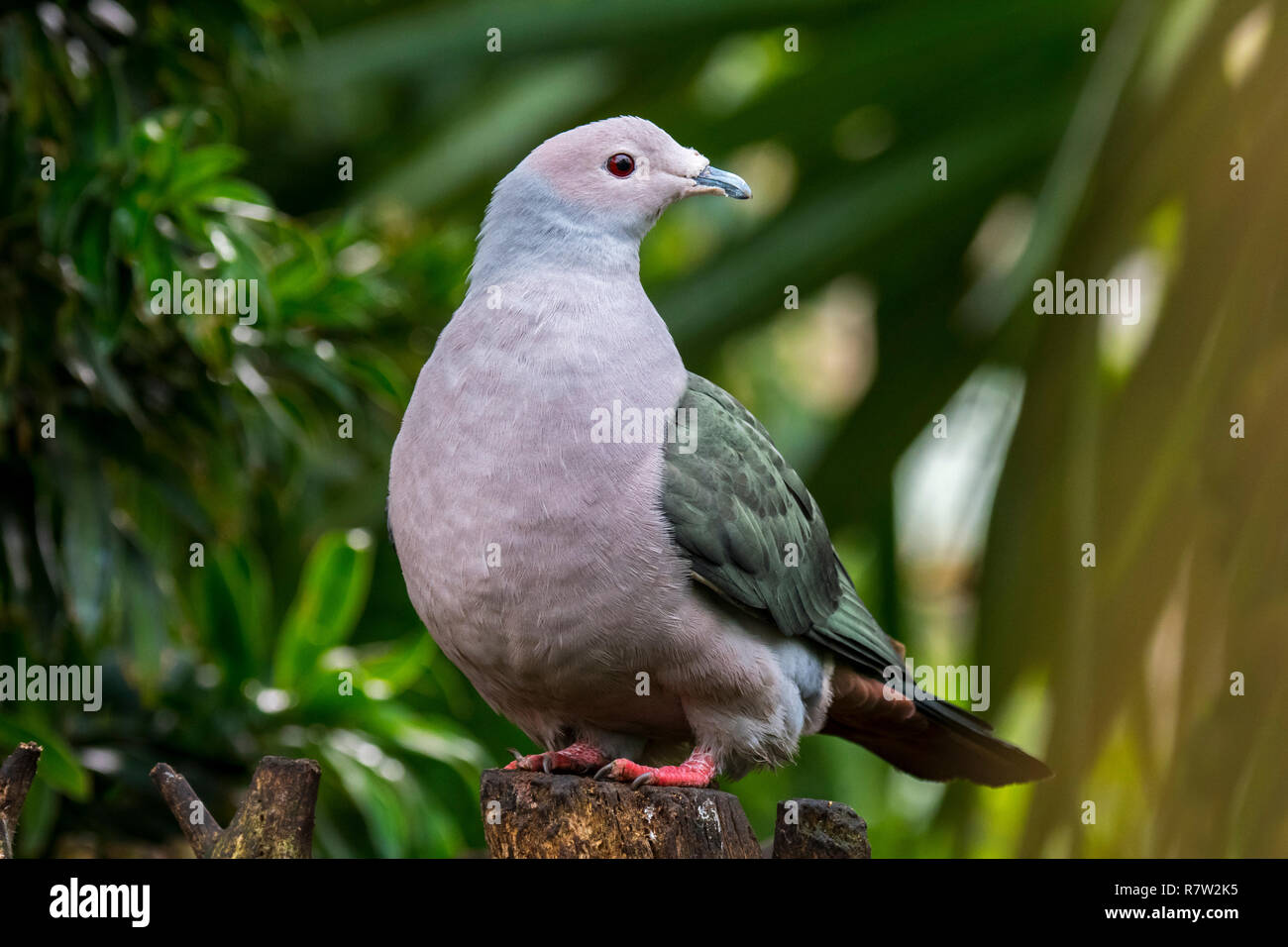 Green imperial pigeon (Ducula aenea) native to tropical forests in southern Asia Stock Photo