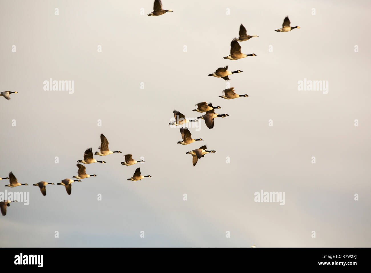 A flock of Canada Gesse with a two Barnacle and two Emporer Geese on Walney Island nature reserve, Cumbria, UK. Stock Photo