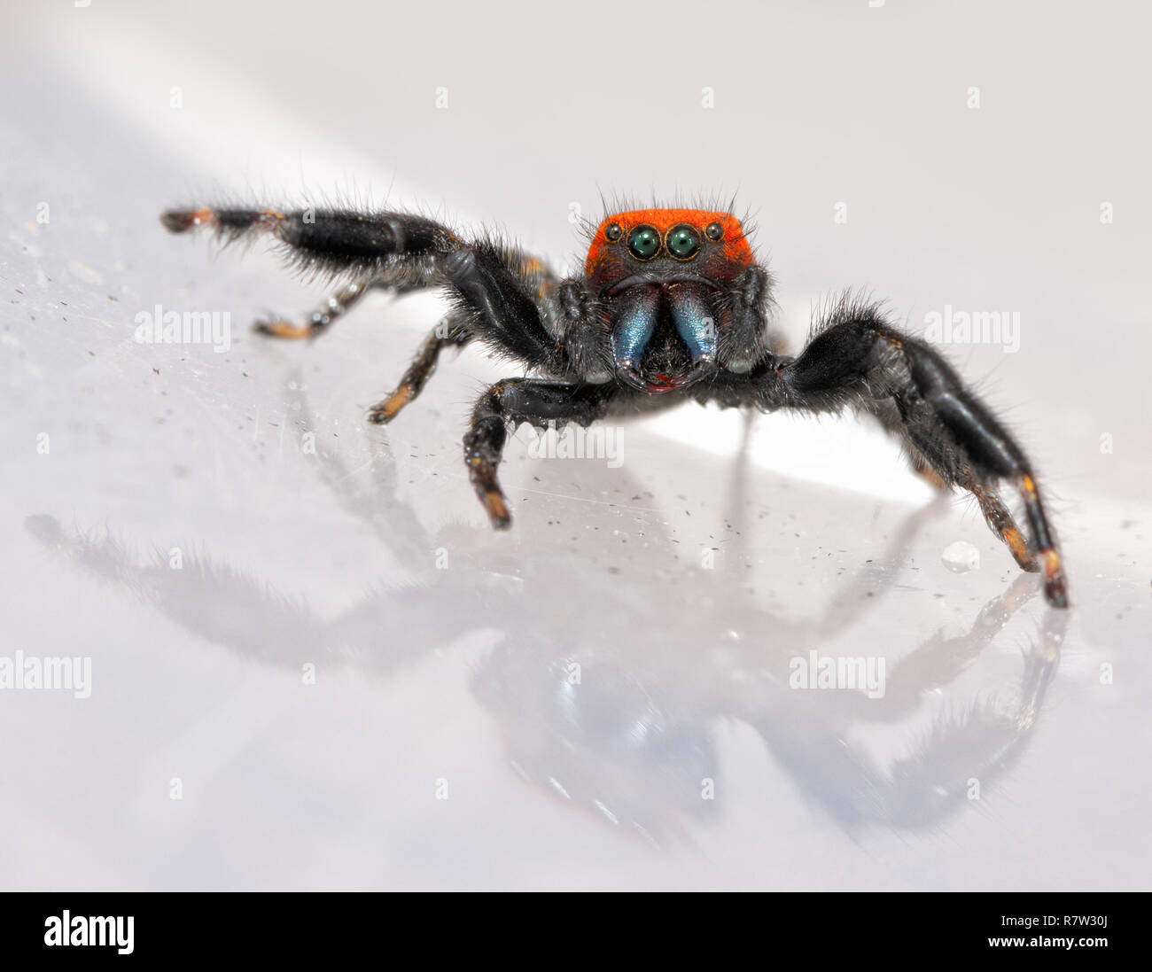 Comical image of a super cute, red and black Phidippus cardinalis, the Cardinal Jumping Spider, with his beautiful blue chelicerae exposed Stock Photo