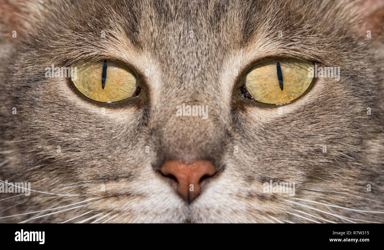 Close-up image of a blue tabby cat's eyes, with an intense stare at the viewer Stock Photo