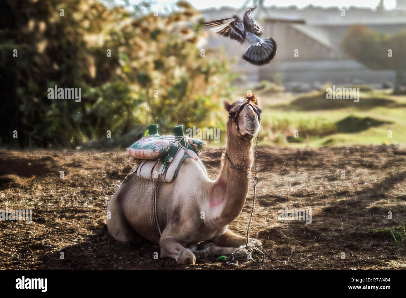 Flying Pigeon playing with setting camel in the early morning ,captured in camels farm located in Aswan Egypt Stock Photo