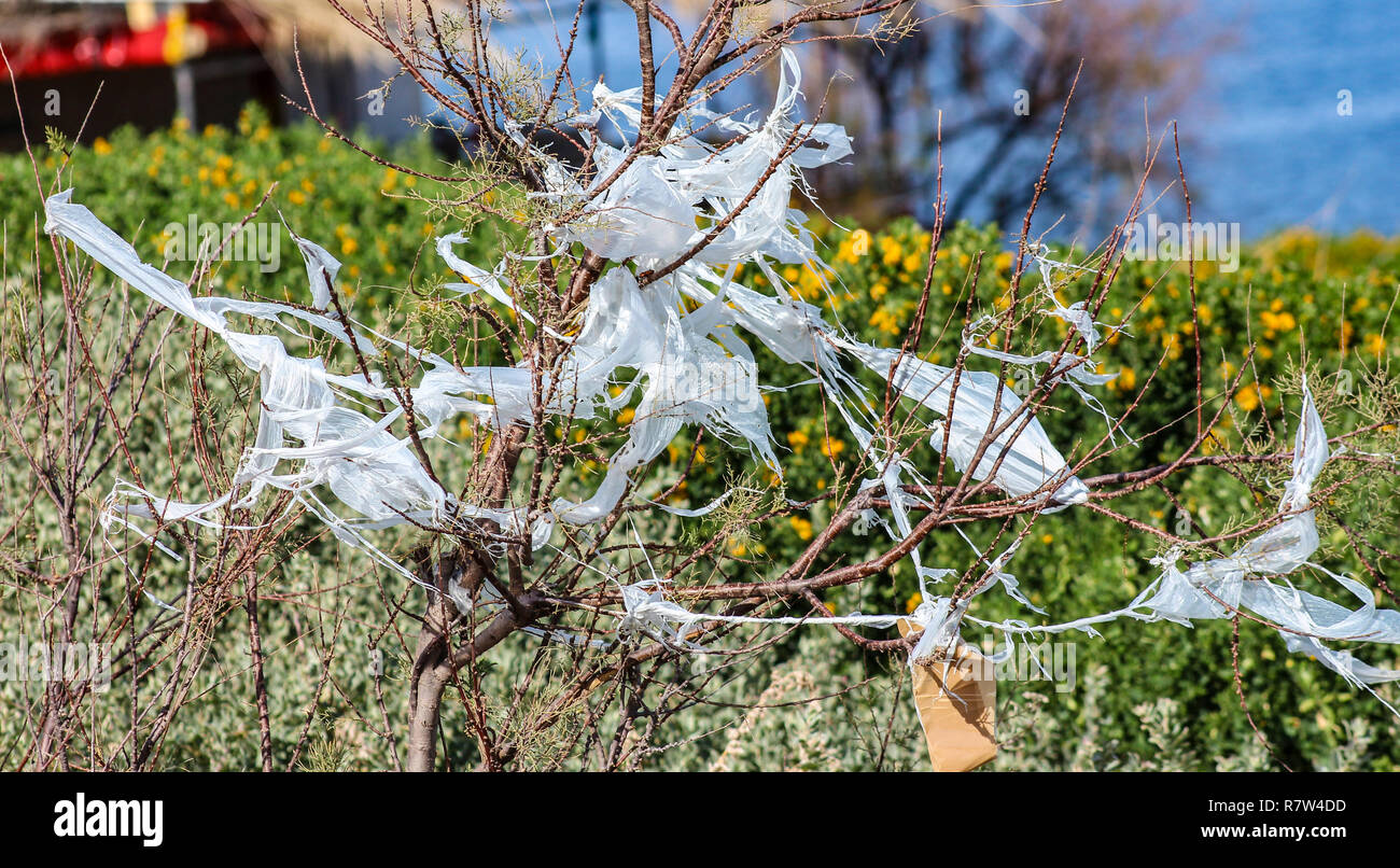 Torn plastic bag in a bush Stock Photo Alamy
