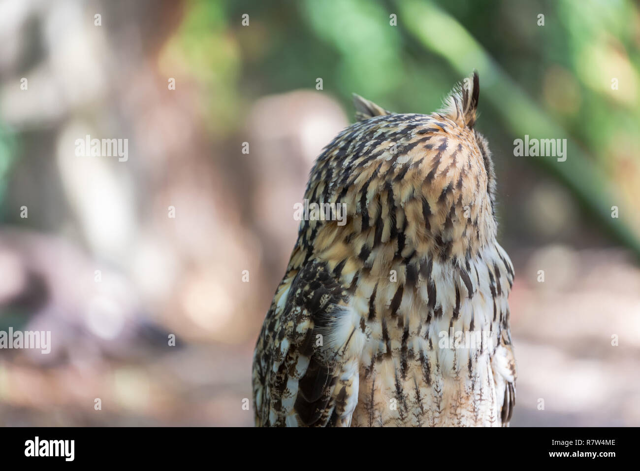 Detailed view of Horned owl, Indian eagle-owl, Bubo bengalensis... Stock Photo