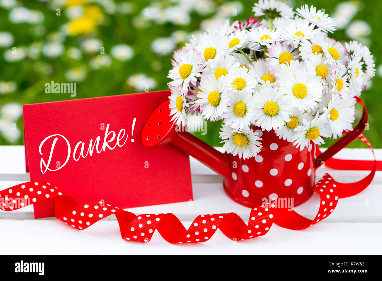 Daisy flowers in a little red watering can Stock Photo Alamy