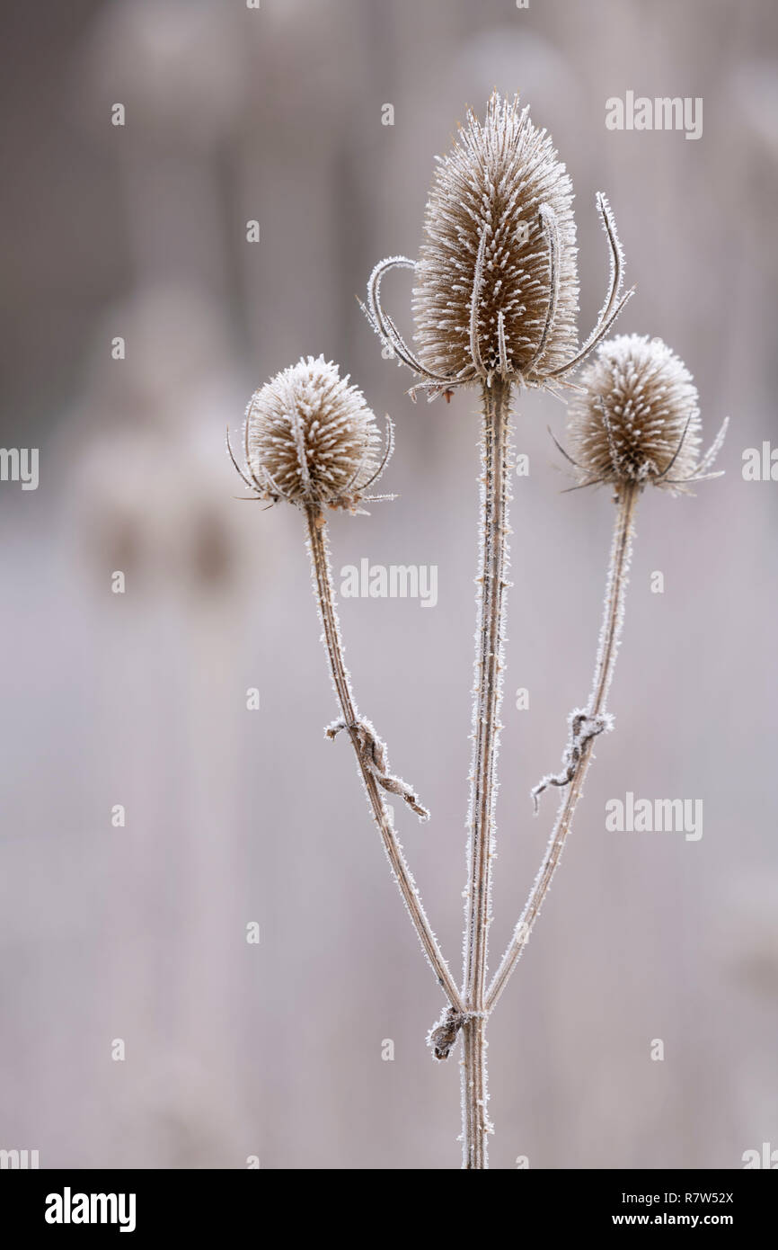 Frosted Teasels (Dipsacus Fullonum) on a Cold Winter Morning in the Cairngorms National Park, Scotland Stock Photo