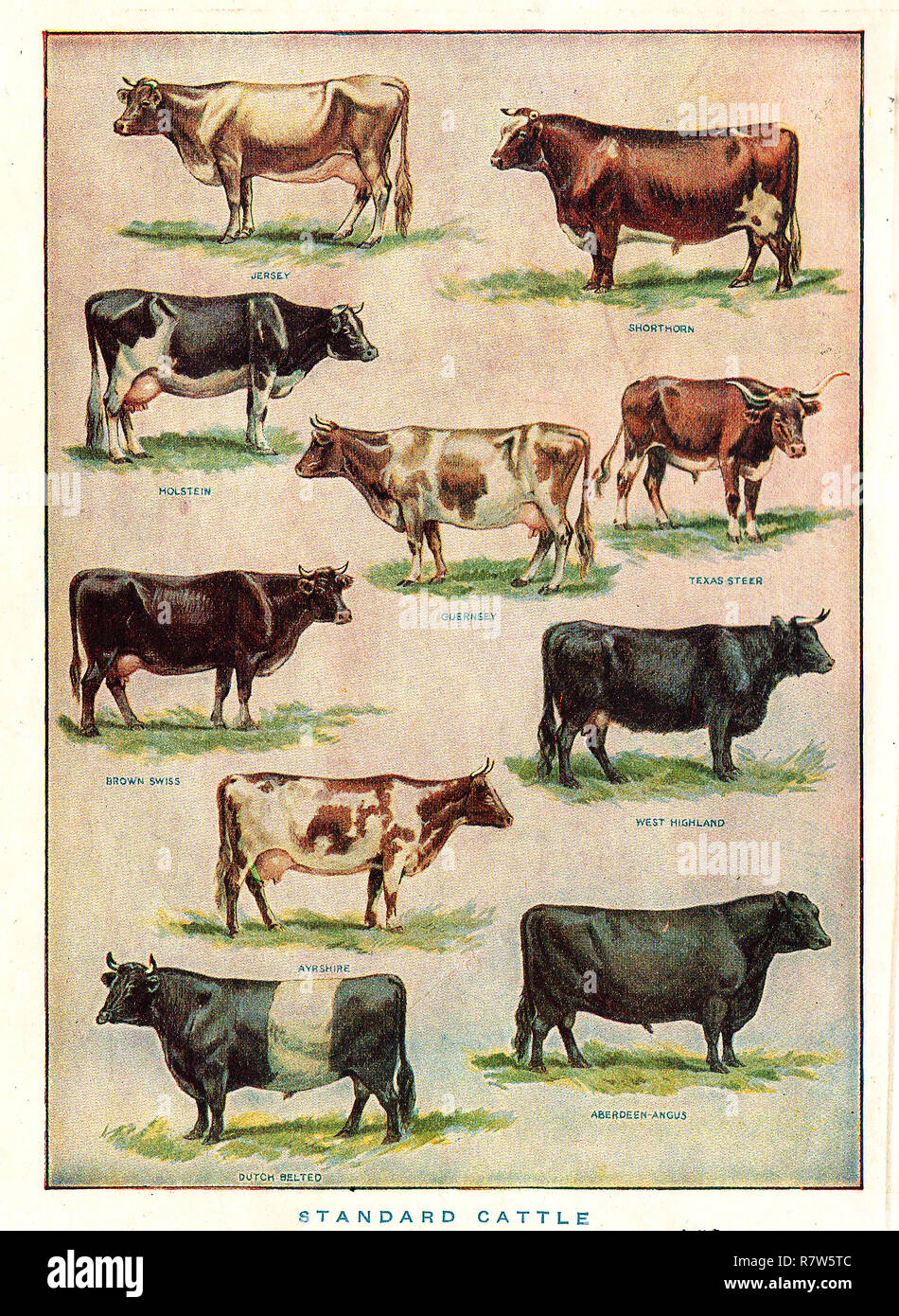 A 1924 coloured English  illustration showing various breeds of cattle Stock Photo