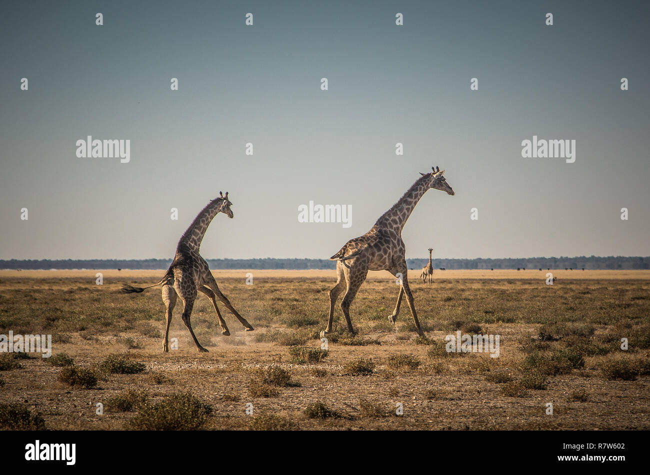 Two giraffes running Stock Photo