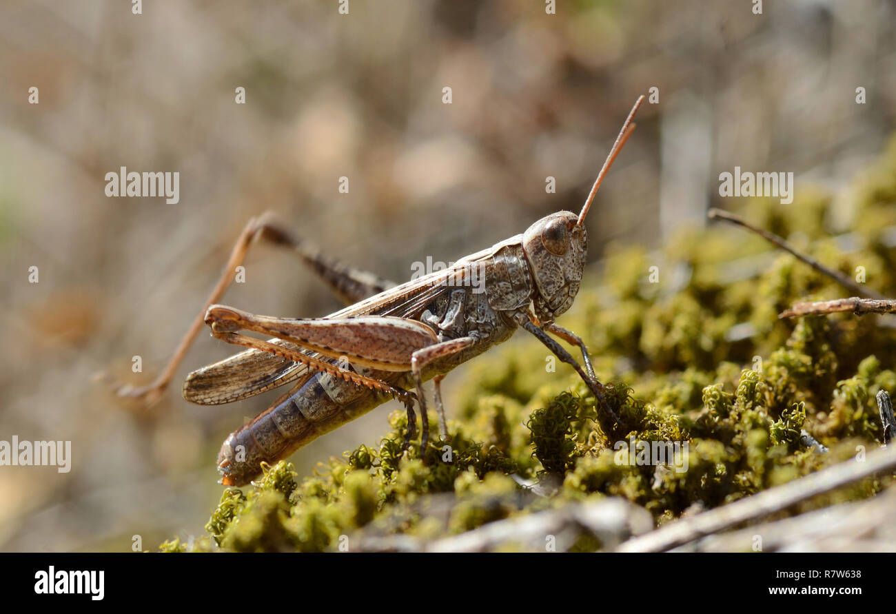 grasshopper on a grass meadow Stock Photo