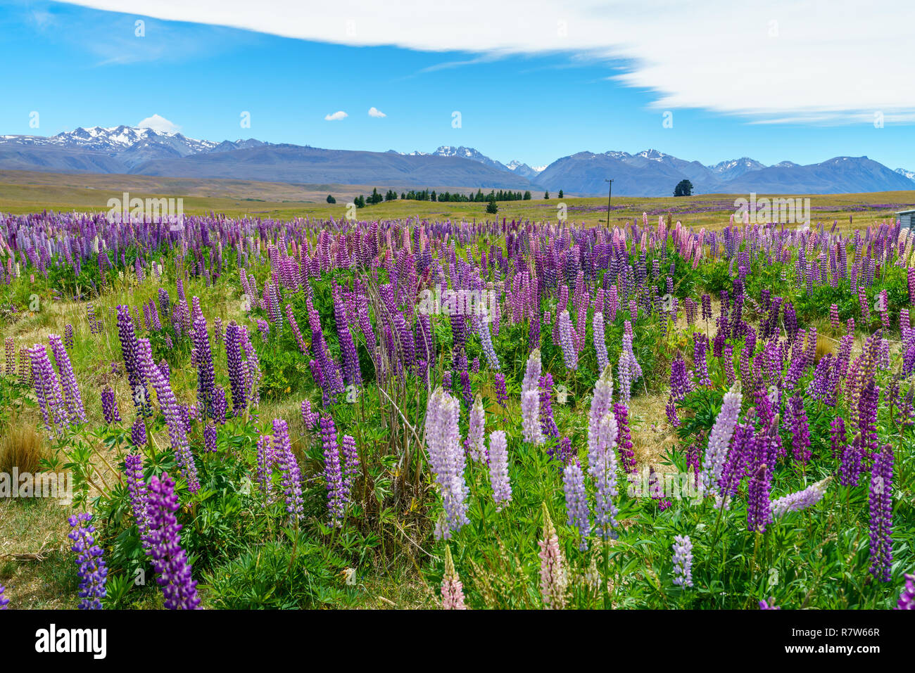 colorful lupins in the mountains, canterbury, new zealand Stock Photo